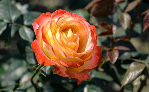 �茑����¼���Ԋ��