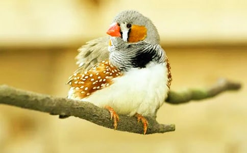 �����BƬ����x��