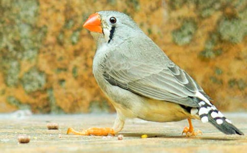 �����B(ni��o)��x��