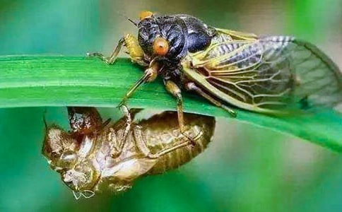 ֪��-�茑(xi��)���x(ch��ng)������800��