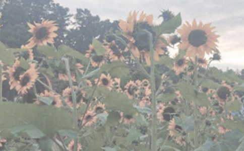 ֲ��@�ĵ���ӛ����