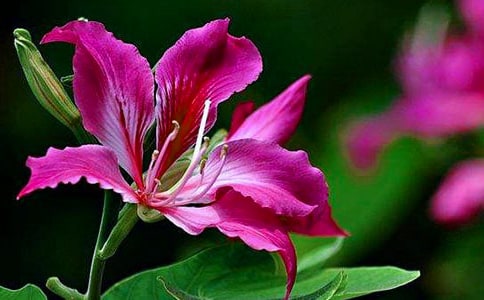 紫荊花作文(精選25篇)