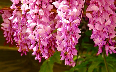 ���ٻ������ҵ�ӛ����̎����