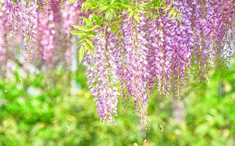 �{��Ϧ���S���ٻ���Ԋ��