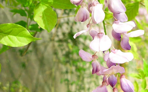 ���ٻ��µ�һ���ֵ�ͯԒ����