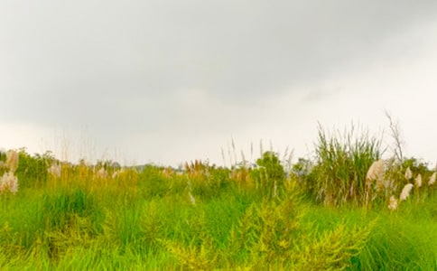 �x�����M���C�Ĵ��죩���