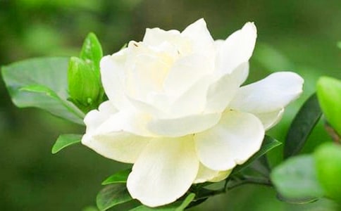 �d�ӻ��_Ц�v������ɢ��