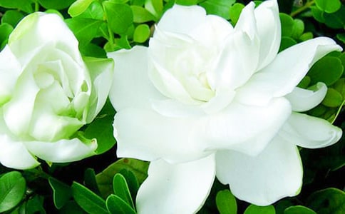 �d�ӻ��_�˵�������ӛ