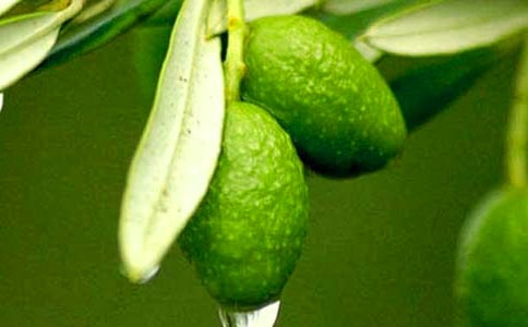 �ϙ��͵ďV���Z�ͽ�B