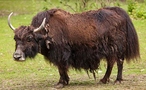 ����ţ��С׿���̌W(xu��)��˼