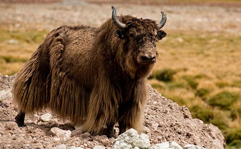 �茑��ţ��Ԋ�����]