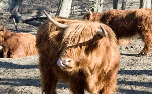 描寫(xiě)牦牛的作文600字