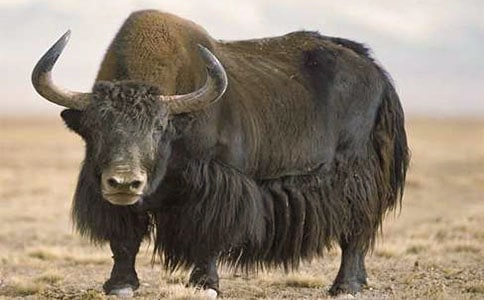 ��ţ�����ģ����x12ƪ��