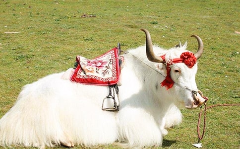 �x����(zh��n)������С�������и�һ�꼉����