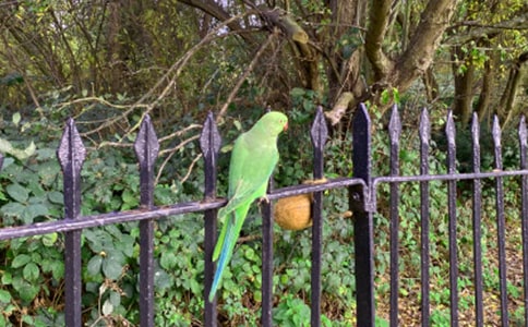 鸚鵡滅火閱讀理解及答案