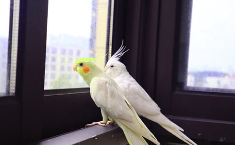 巨商蓄鸚鵡的.閱讀答案