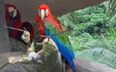 《巨商蓄鸚鵡》閱讀題和答案