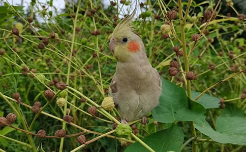 《鸚鵡麥子歷險記》讀后感范文