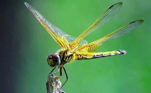 �G����Ԋ��