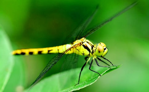 �P���茑���ѵľ���