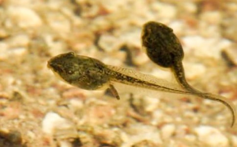 С������̰�С���̰�