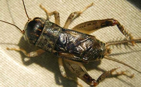 �����סլ������x��