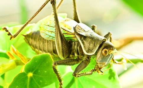 ���סլ�̰�