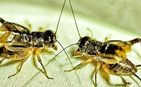 《蟋蟀的住宅》教案