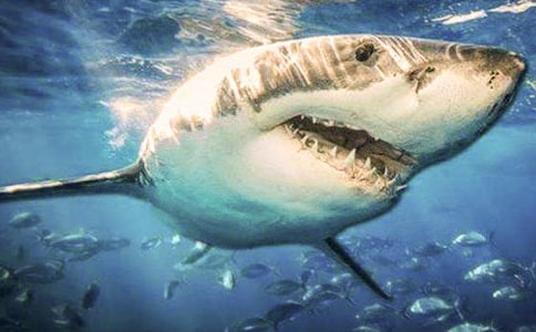 �P�ڡ����������~���̌W�OӋ