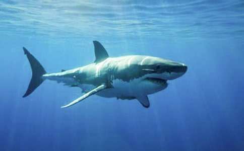 智斗大鯊魚(yú)作文