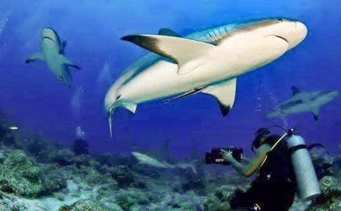 鯊魚作文(通用72篇)