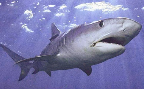 精選鯊魚作文匯總6篇