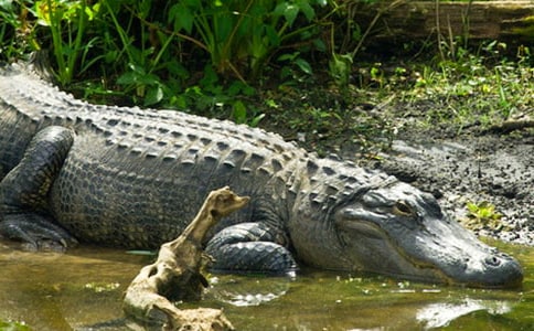 ���{�~(y��)̫̫�������졷�x���