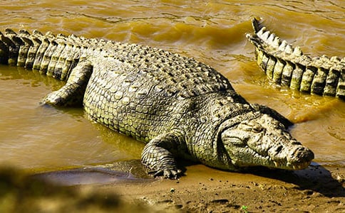 �{�~���½̰�