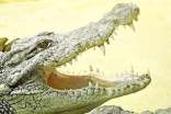 鱷魚(yú)與鳥(niǎo)