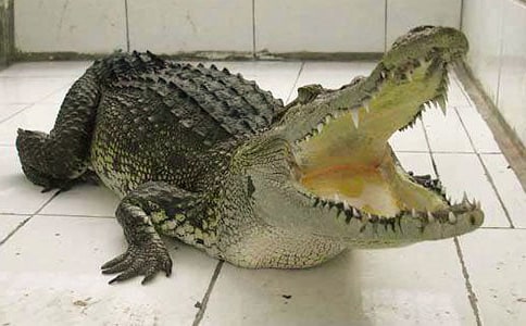 ��һֻ¹��һǧ�l�{�~���̰�