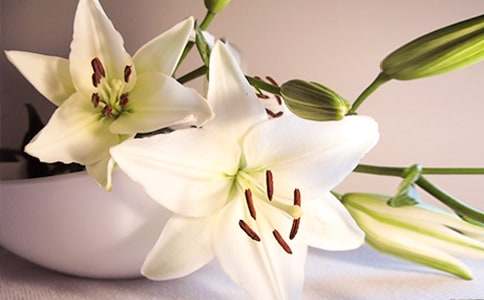 描寫百合花的優(yōu)美句子