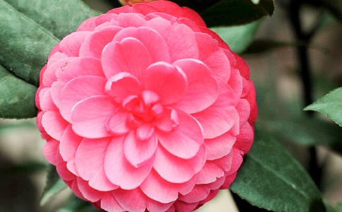 描寫山茶花的作文(精選57篇)