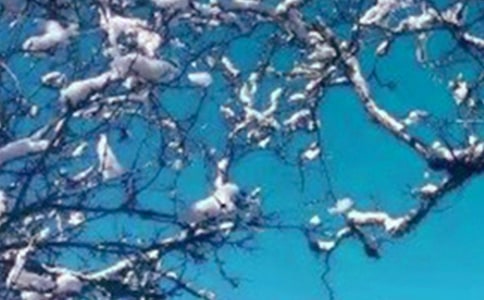 �茑�����Ķ�������