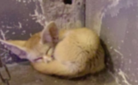 ���f�ͺ�؂�Ĺ��¾�Ʒ[15ƪ]