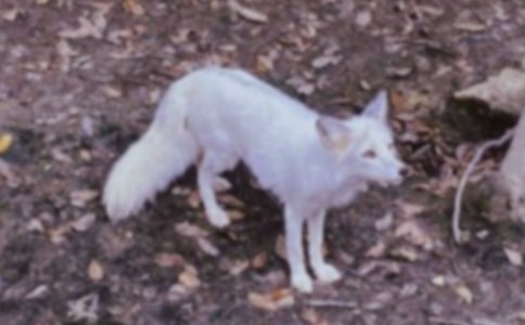 ���f�ͺ�؂�Ĺ���15ƪ(�ϼ�)