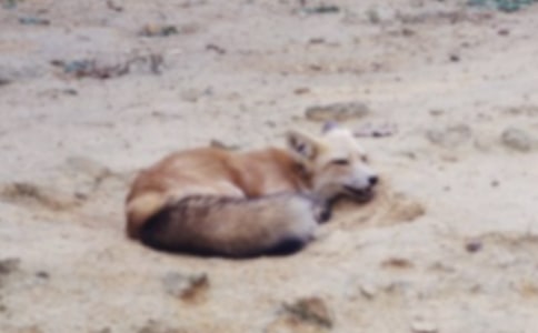 烏鴉和狐貍的故事15篇【精選】