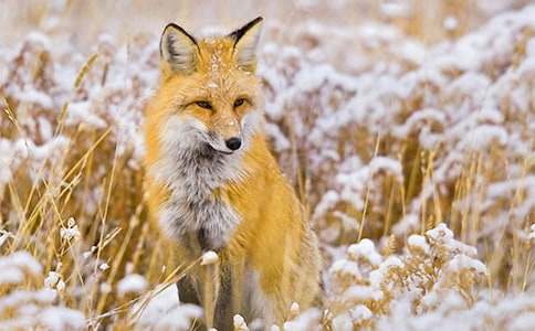 烏龜與狐貍作文(精選22篇)