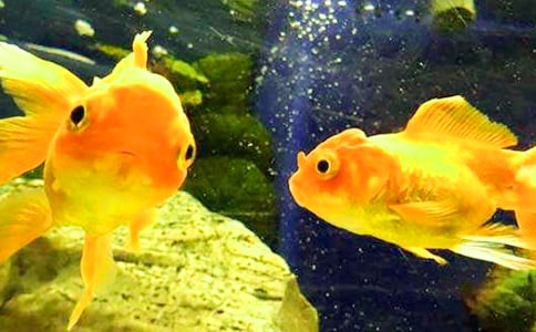 (����)С���~����