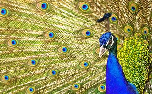 《孔雀東南飛》教學設計(精選21篇)