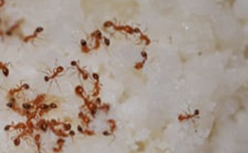 小螞蟻過河看圖寫話二年級