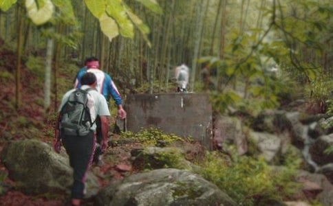 爬山虎作文(精選116篇)