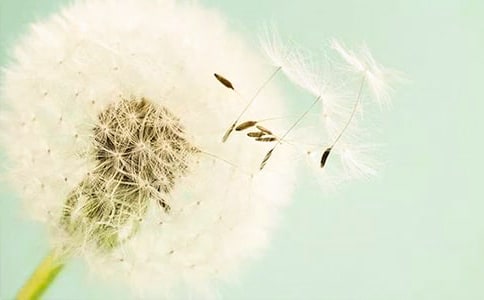 關于蒲公英作文400字(通用90篇)