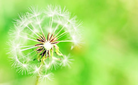 精選蒲公英的種子作文300字4篇