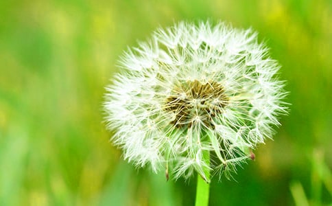 有關蒲公英作文300字三篇